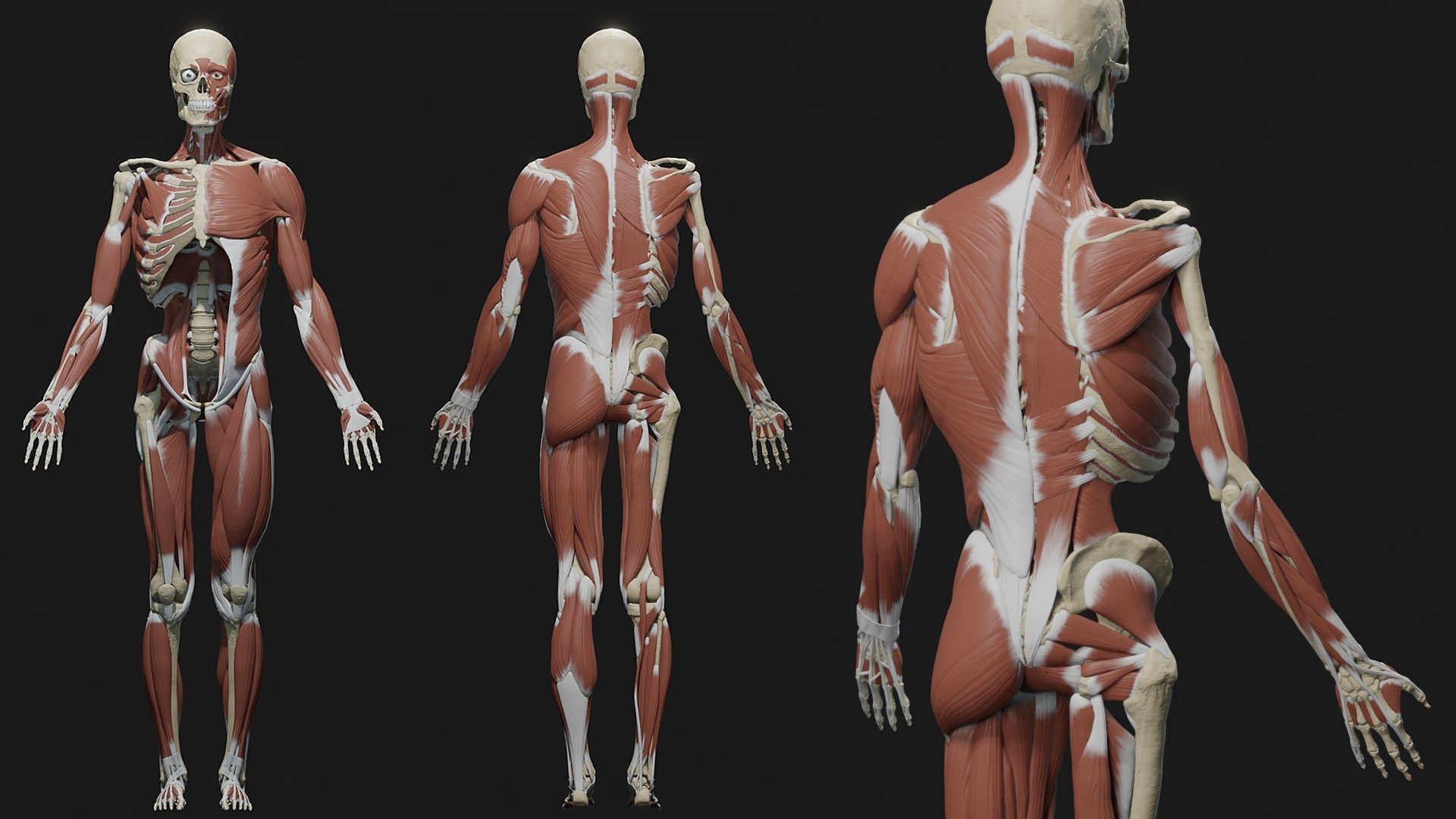 Skeleton and Muscles sculpt 3D model_4