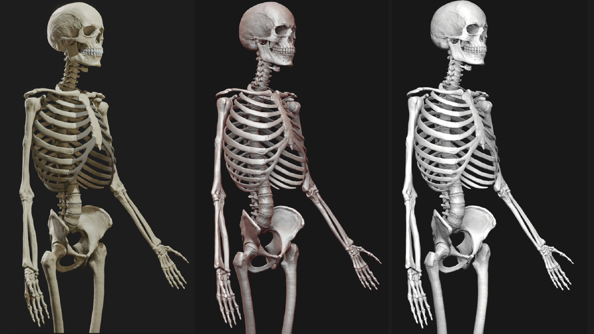 Skeleton and Muscles sculpt 3D model_16