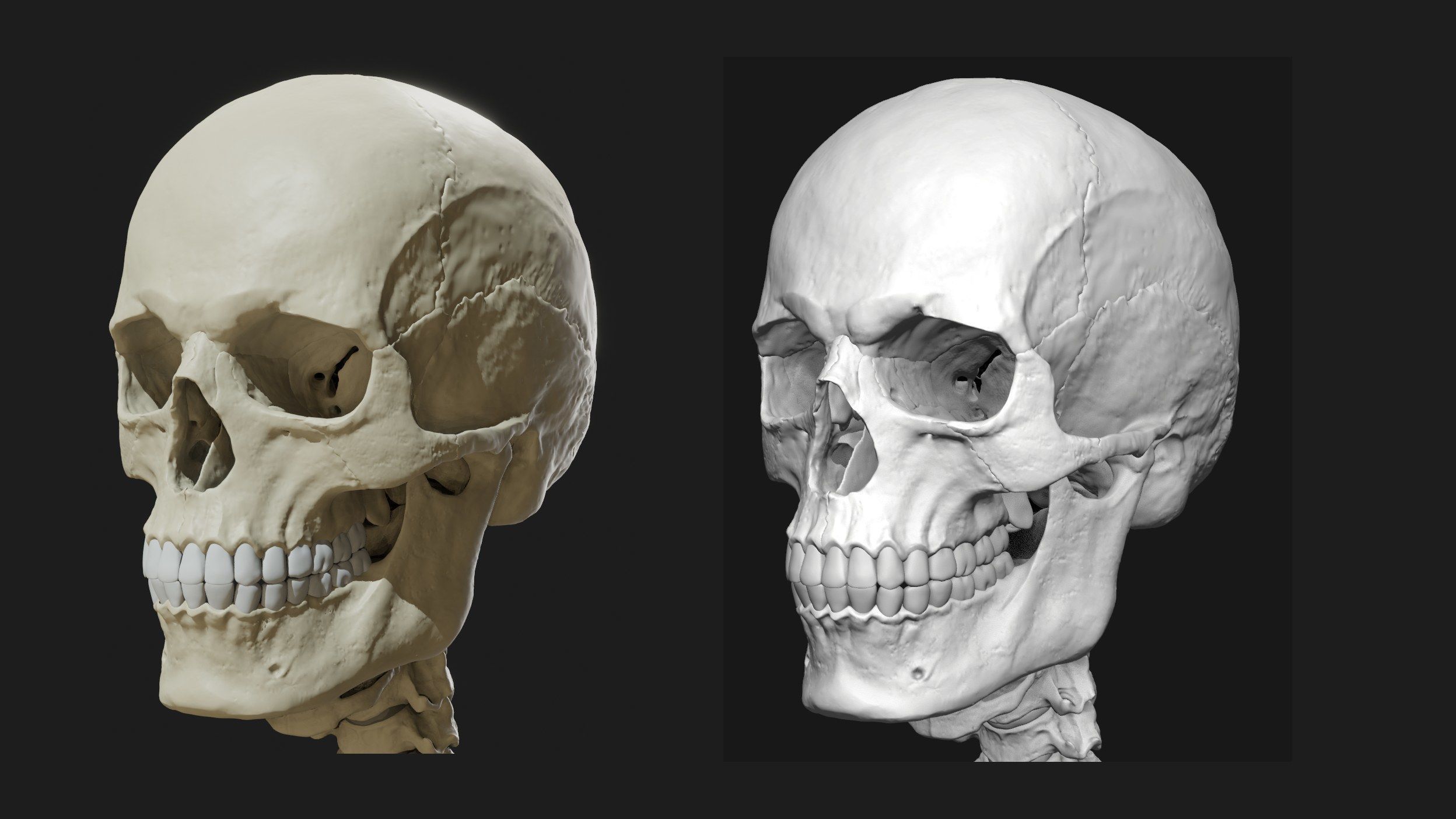 Skeleton and Muscles sculpt 3D model_26
