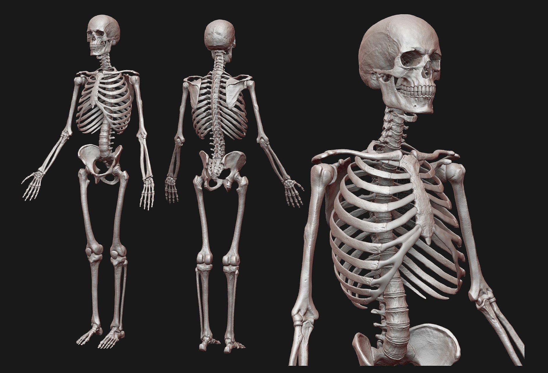 Skeleton and Muscles sculpt 3D model_27