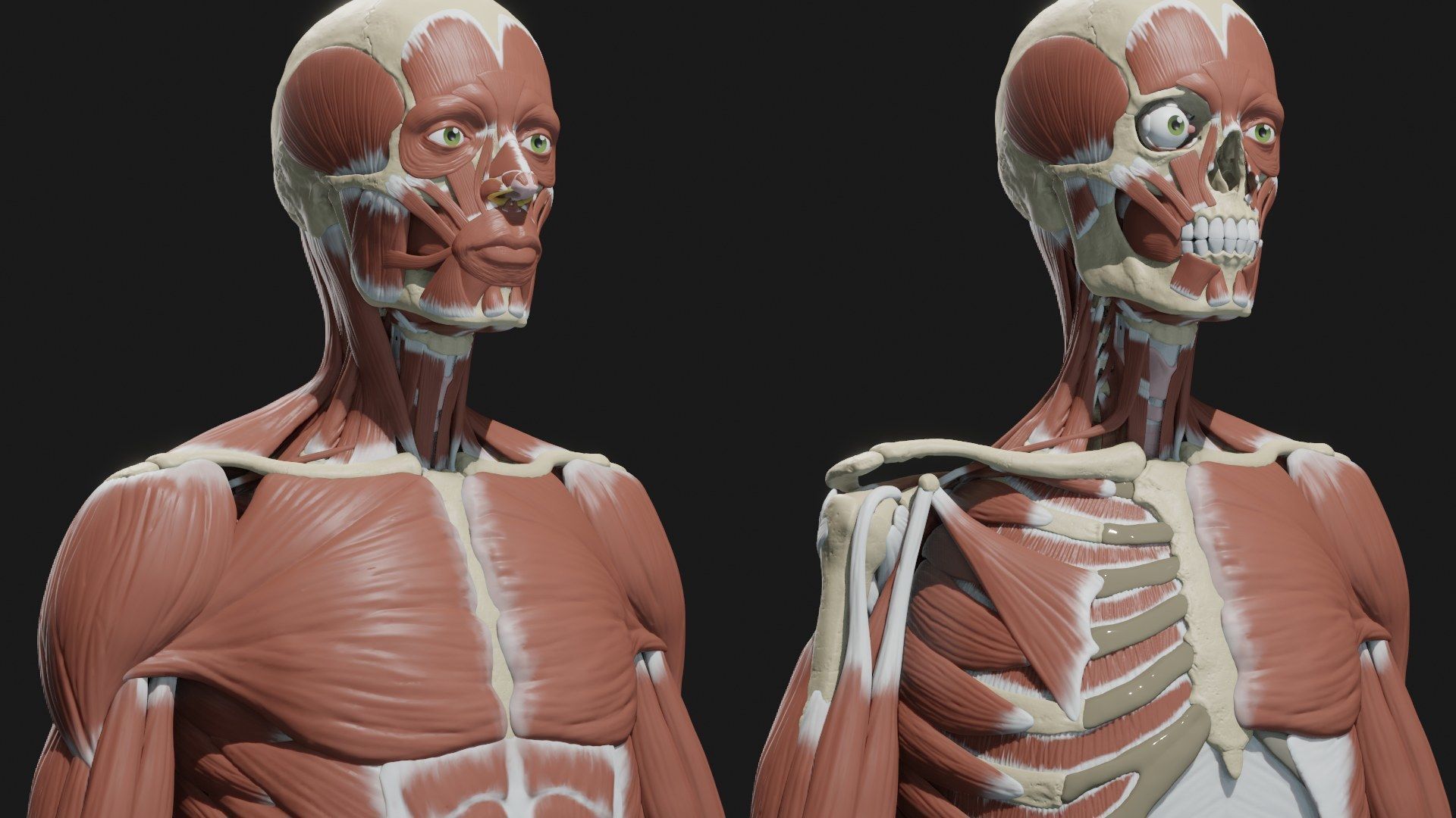 Skeleton and Muscles sculpt 3D model_6