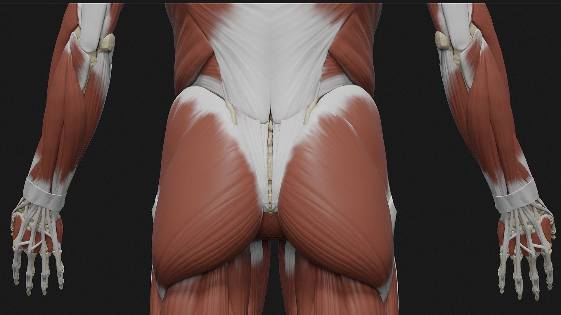 Skeleton and Muscles sculpt 3D model_11