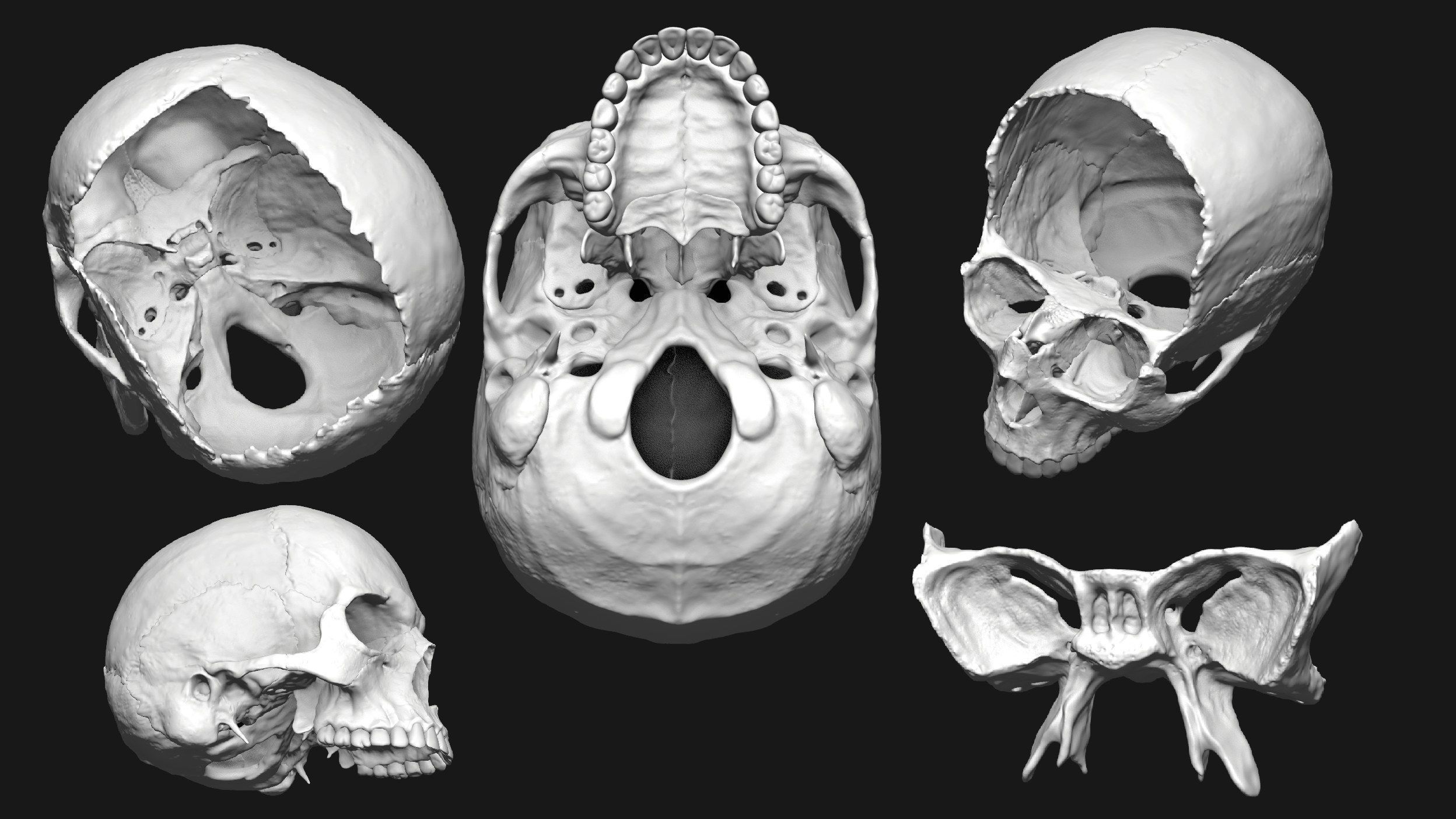 Skeleton and Muscles sculpt 3D model_19