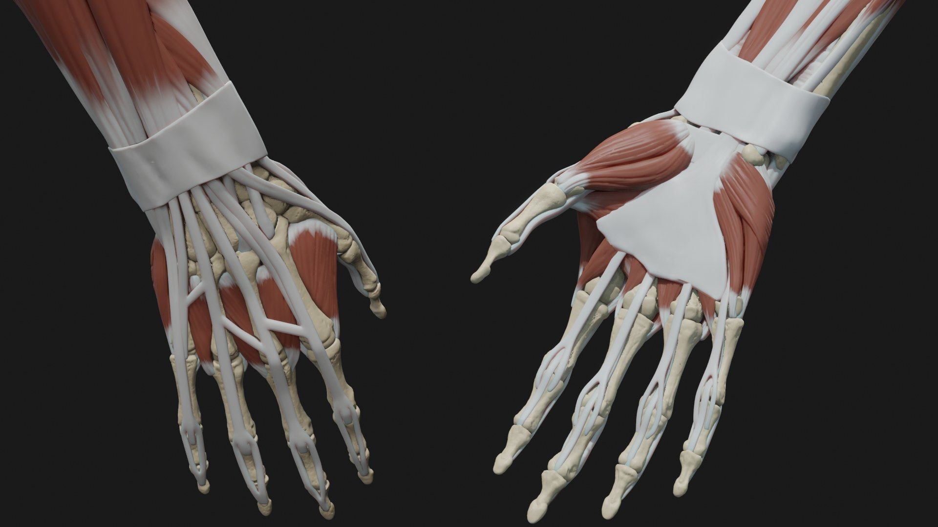 Skeleton and Muscles sculpt 3D model_8