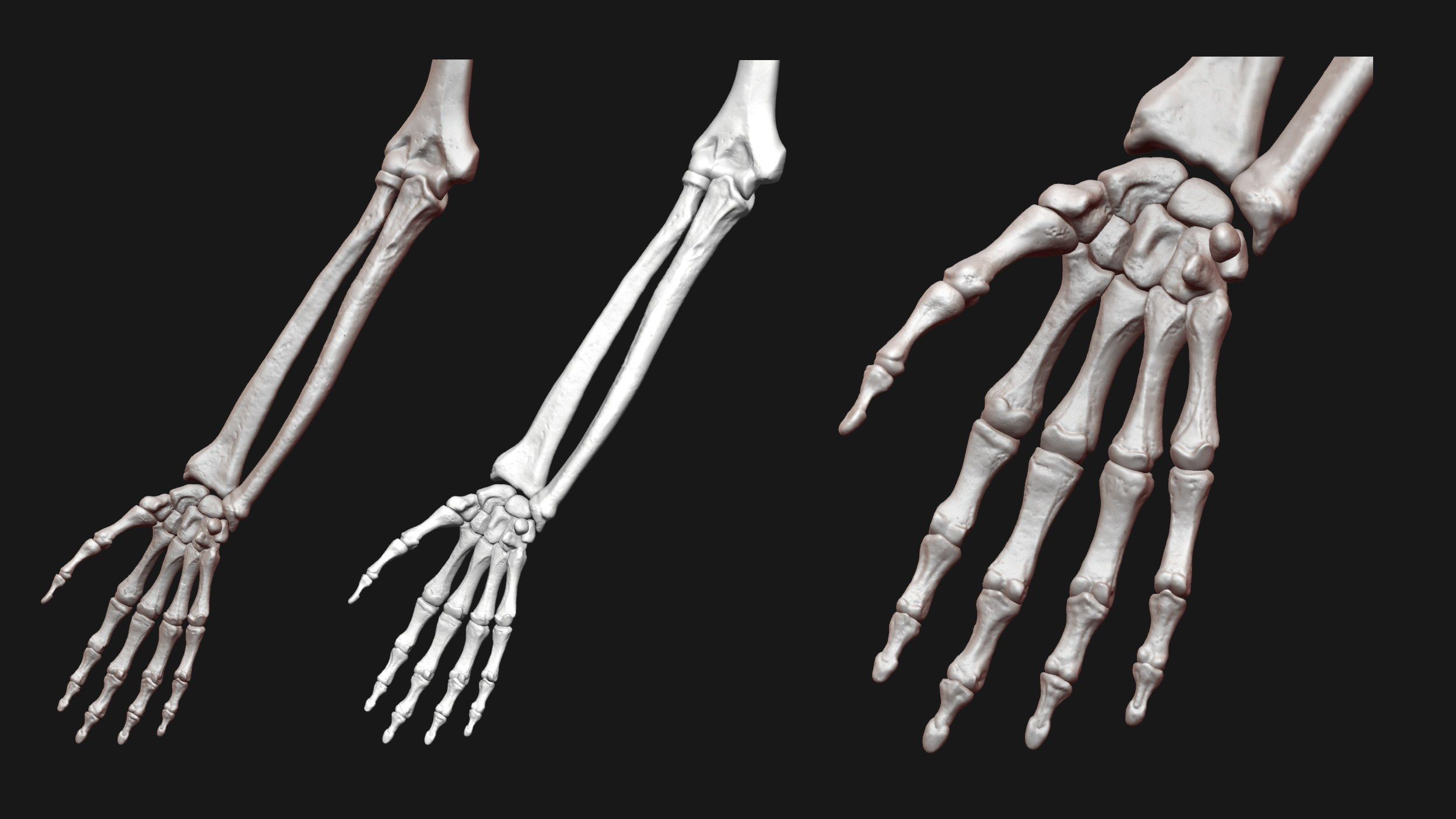 Skeleton and Muscles sculpt 3D model_24