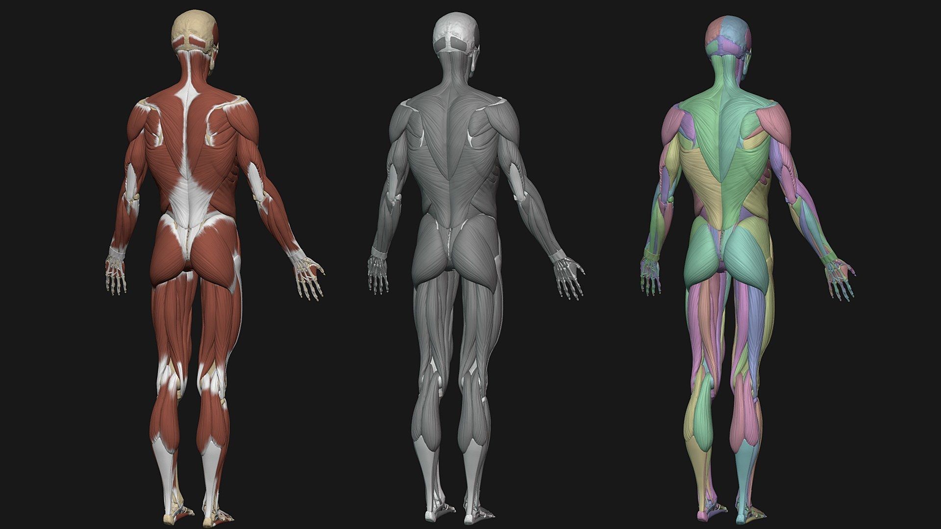 Skeleton and Muscles sculpt 3D model_13