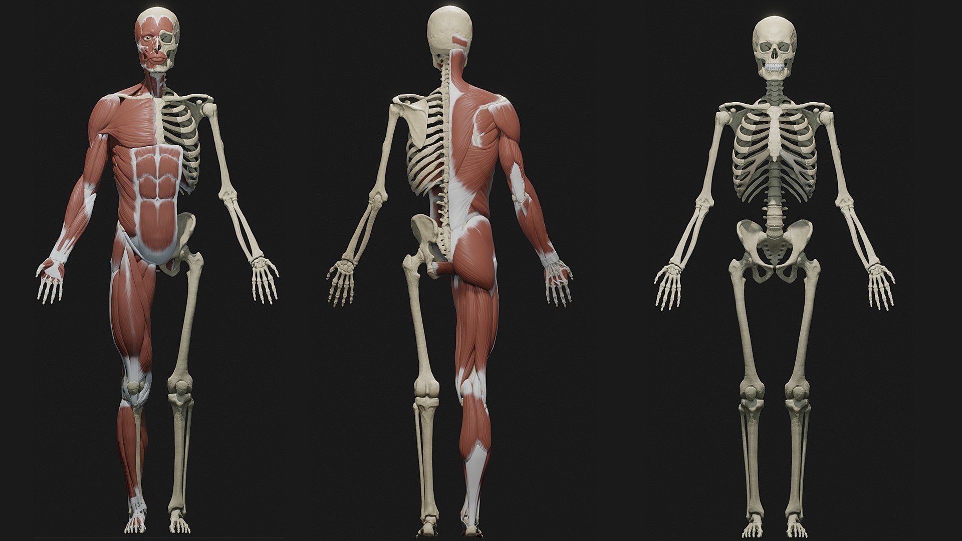 Skeleton and Muscles sculpt 3D model_5