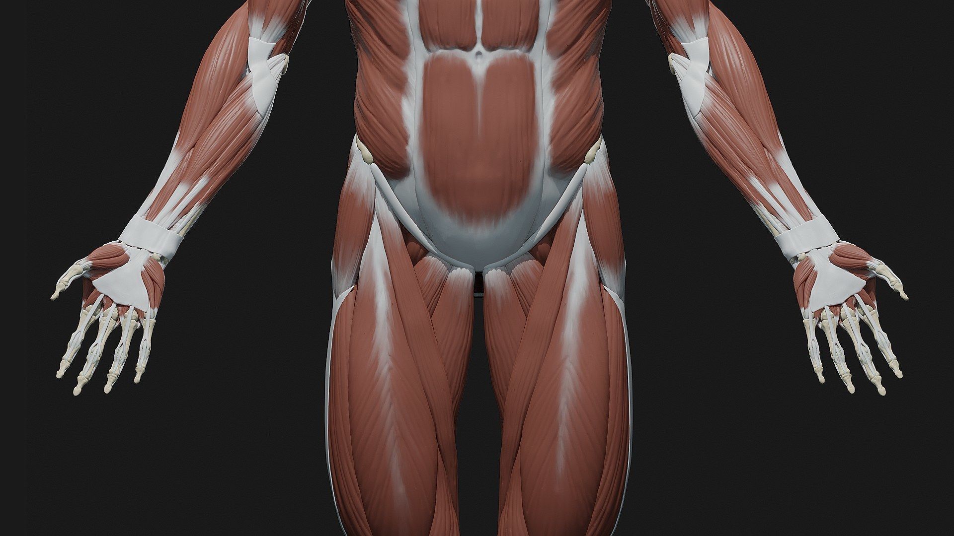 Skeleton and Muscles sculpt 3D model_10
