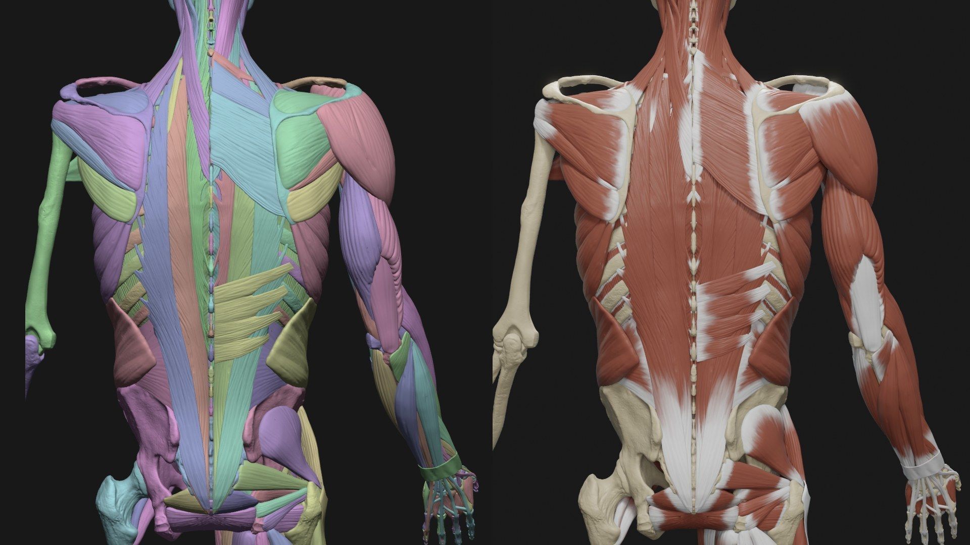 Skeleton and Muscles sculpt 3D model_15
