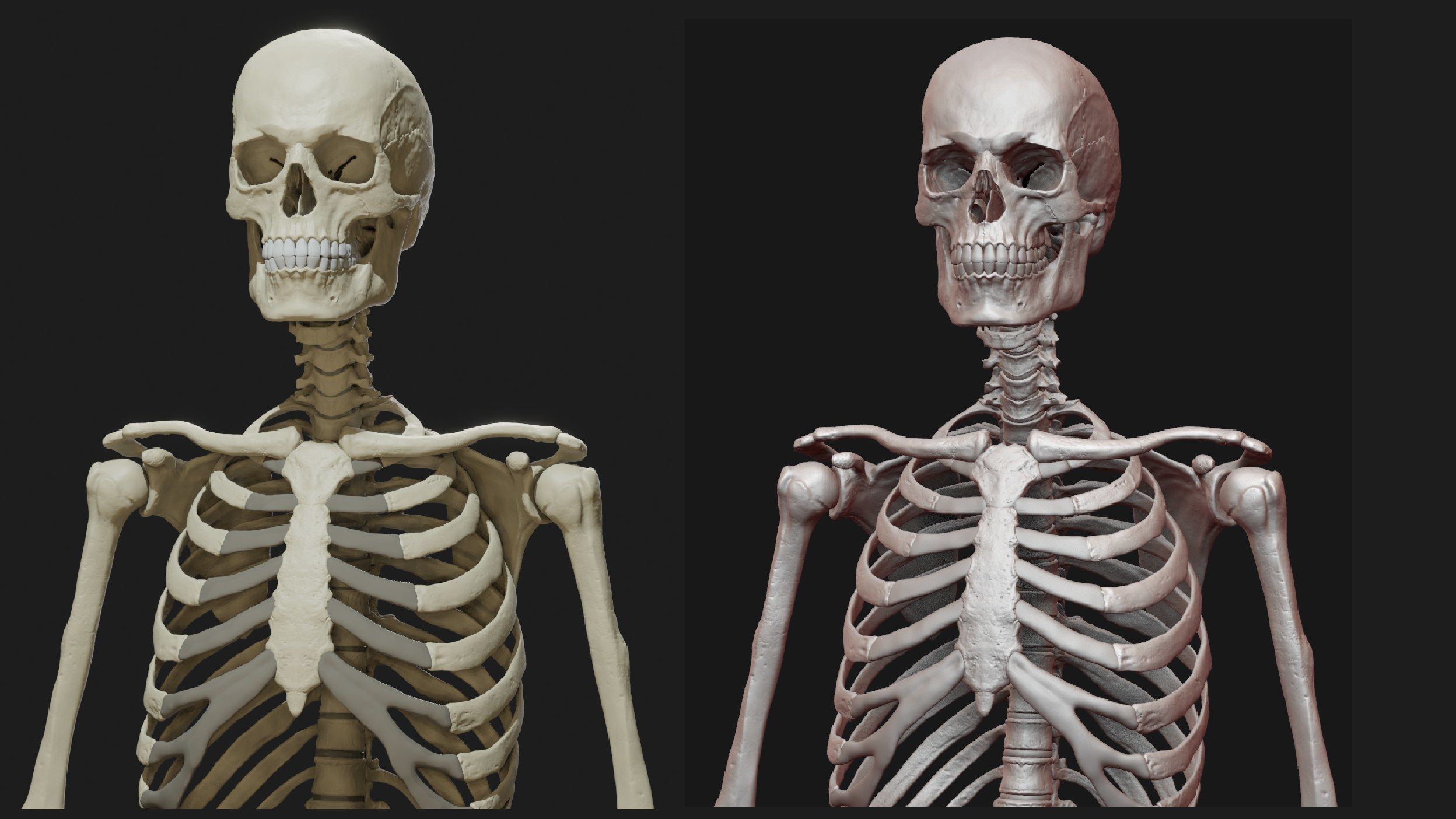 Skeleton and Muscles sculpt 3D model_21