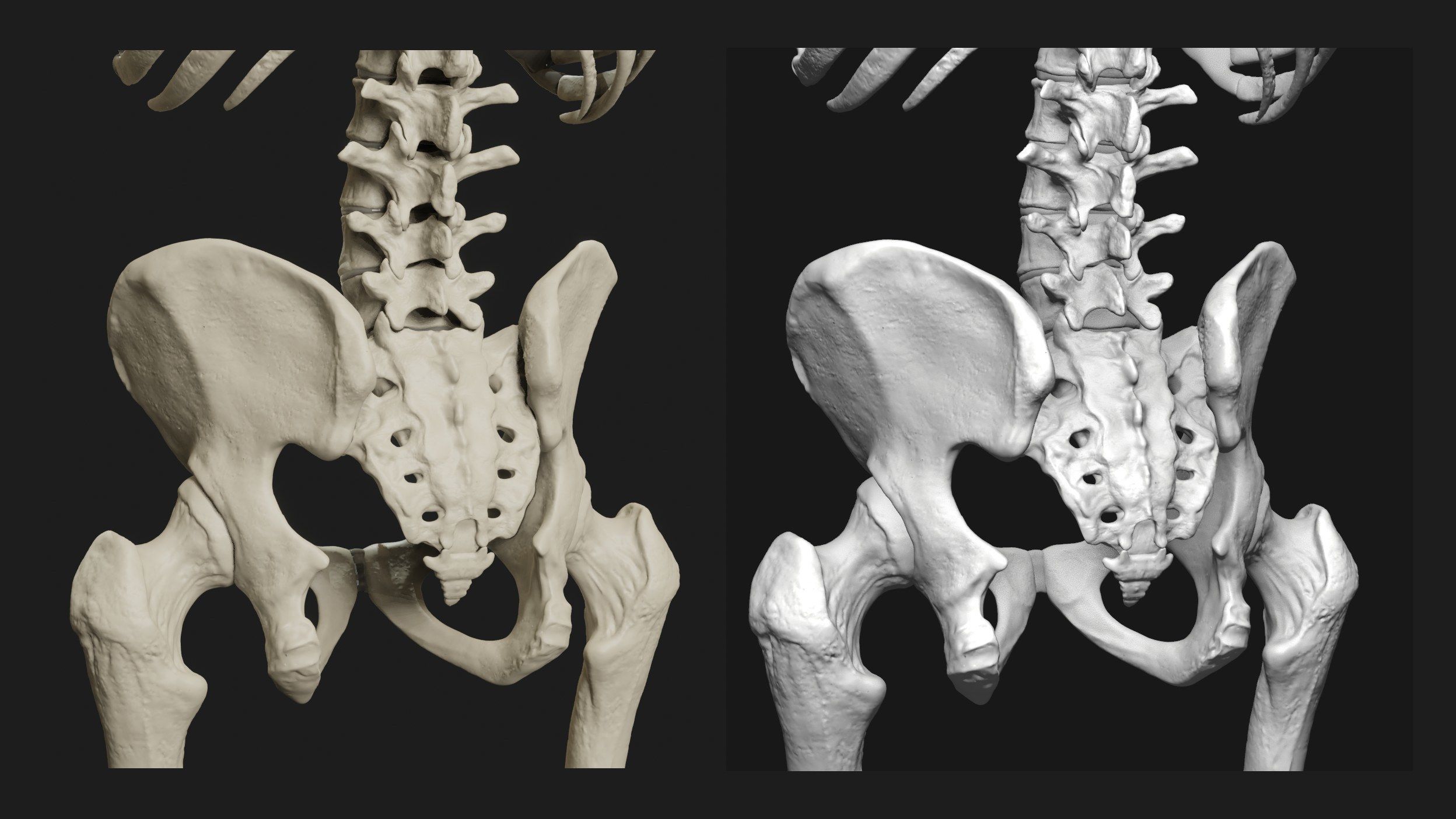 Skeleton and Muscles sculpt 3D model_18