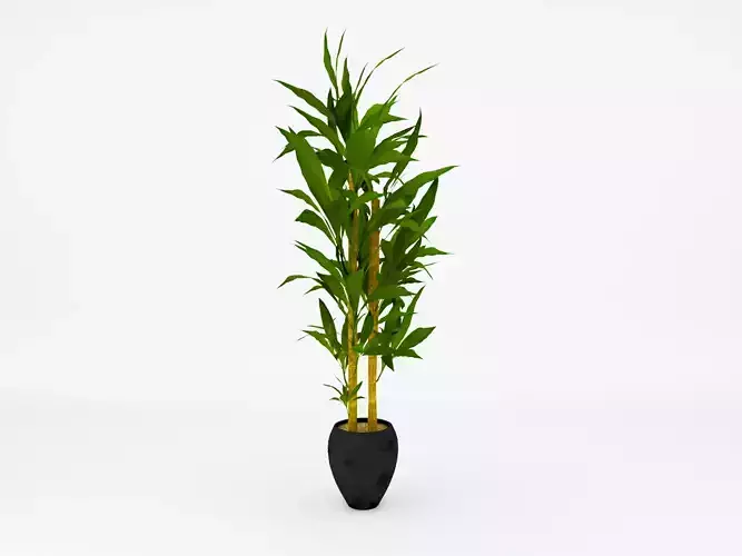 Dracena Corn Plant 3d Model 3D model