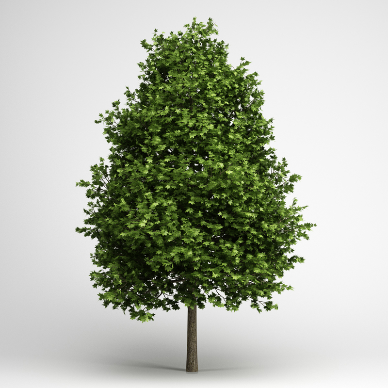 Green American Sweetgum 09 3D model_1