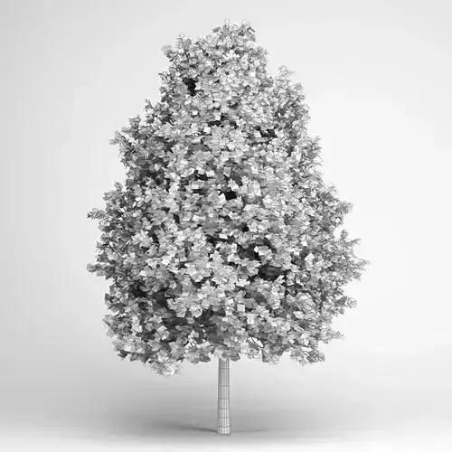 Green American Sweetgum 09 3D model