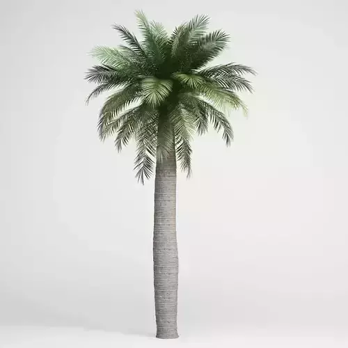 Chilean Wine Palm 3D model