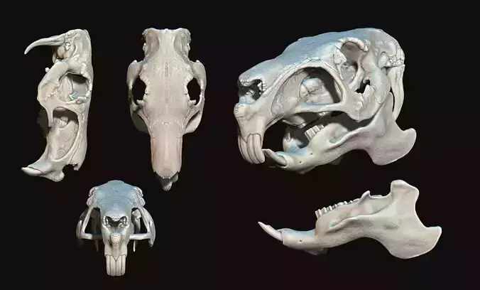 Capybara - Hydrochoerus hydrochaeris -  Skull CNC and 3D print model