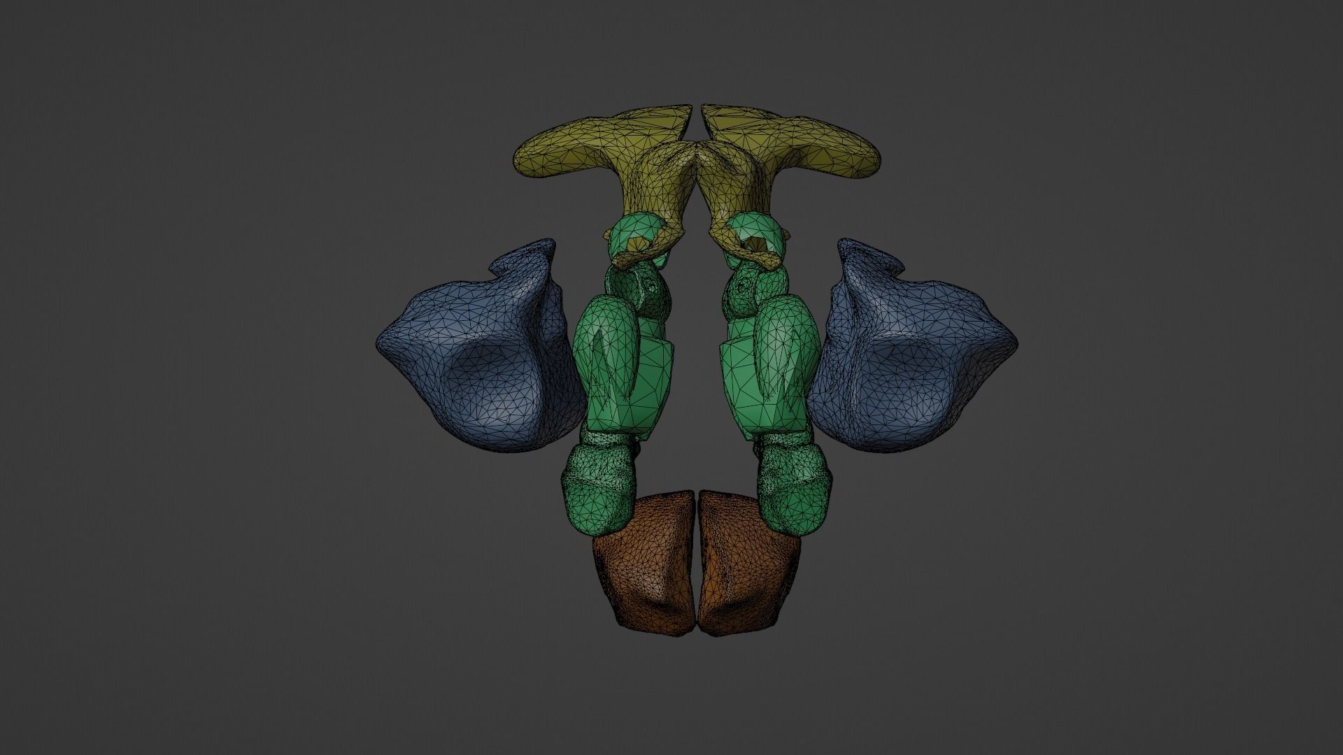 3D Model of Paranasal Sinuses 3D model_11
