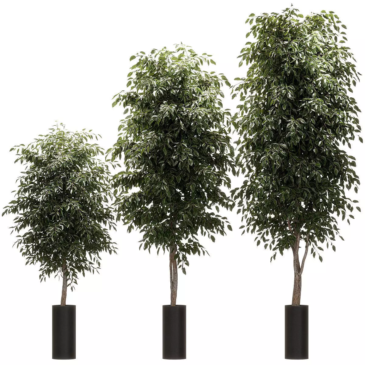 Ficus Benjamin Nitida v2 - 3 models 3D model_0