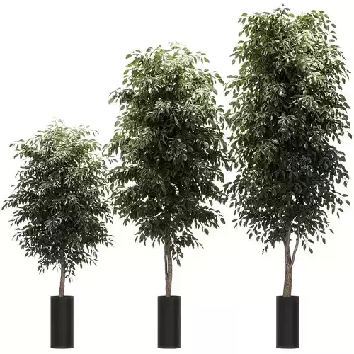 Ficus Benjamin Nitida v2 - 3 models 3D model