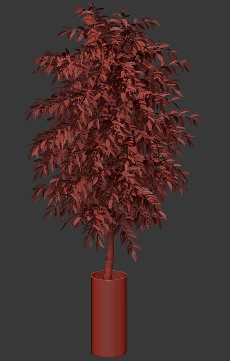 Ficus Benjamin Nitida v2 - 3 models 3D model_4