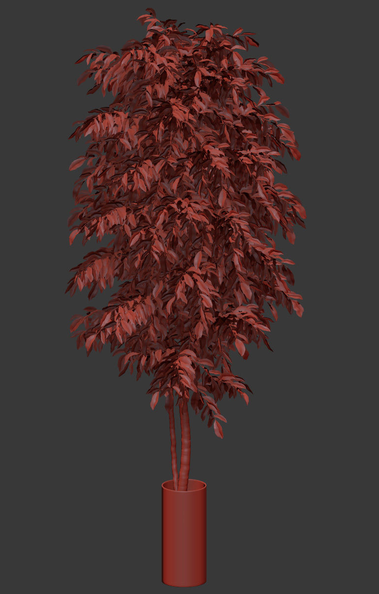 Ficus Benjamin Nitida v2 - 3 models 3D model_5