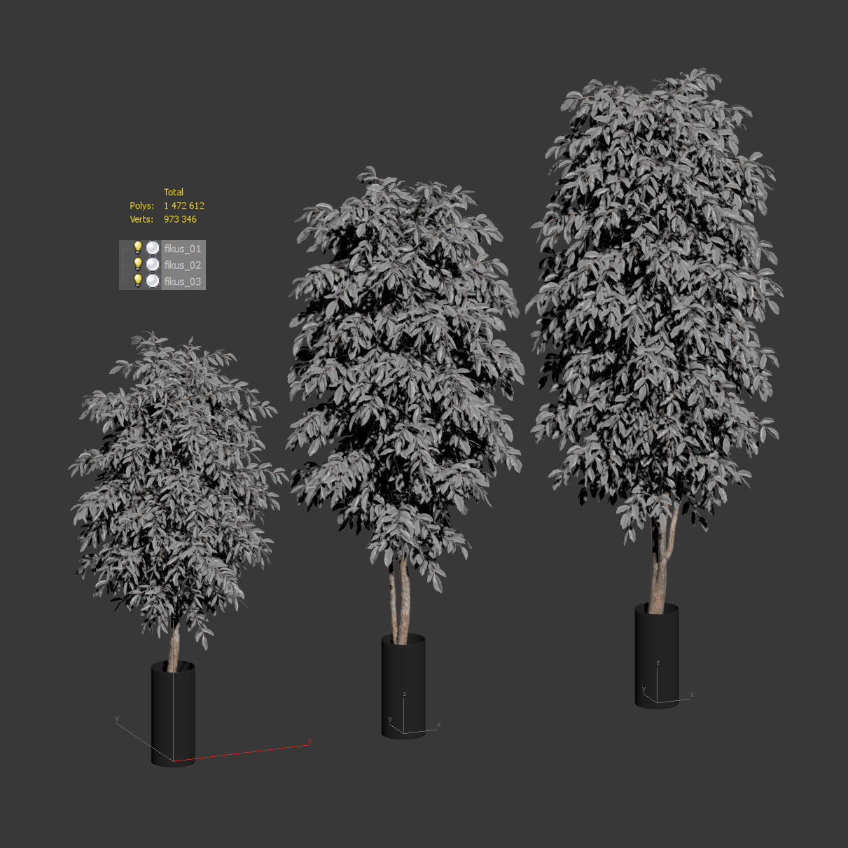 Ficus Benjamin Nitida v2 - 3 models 3D model_2