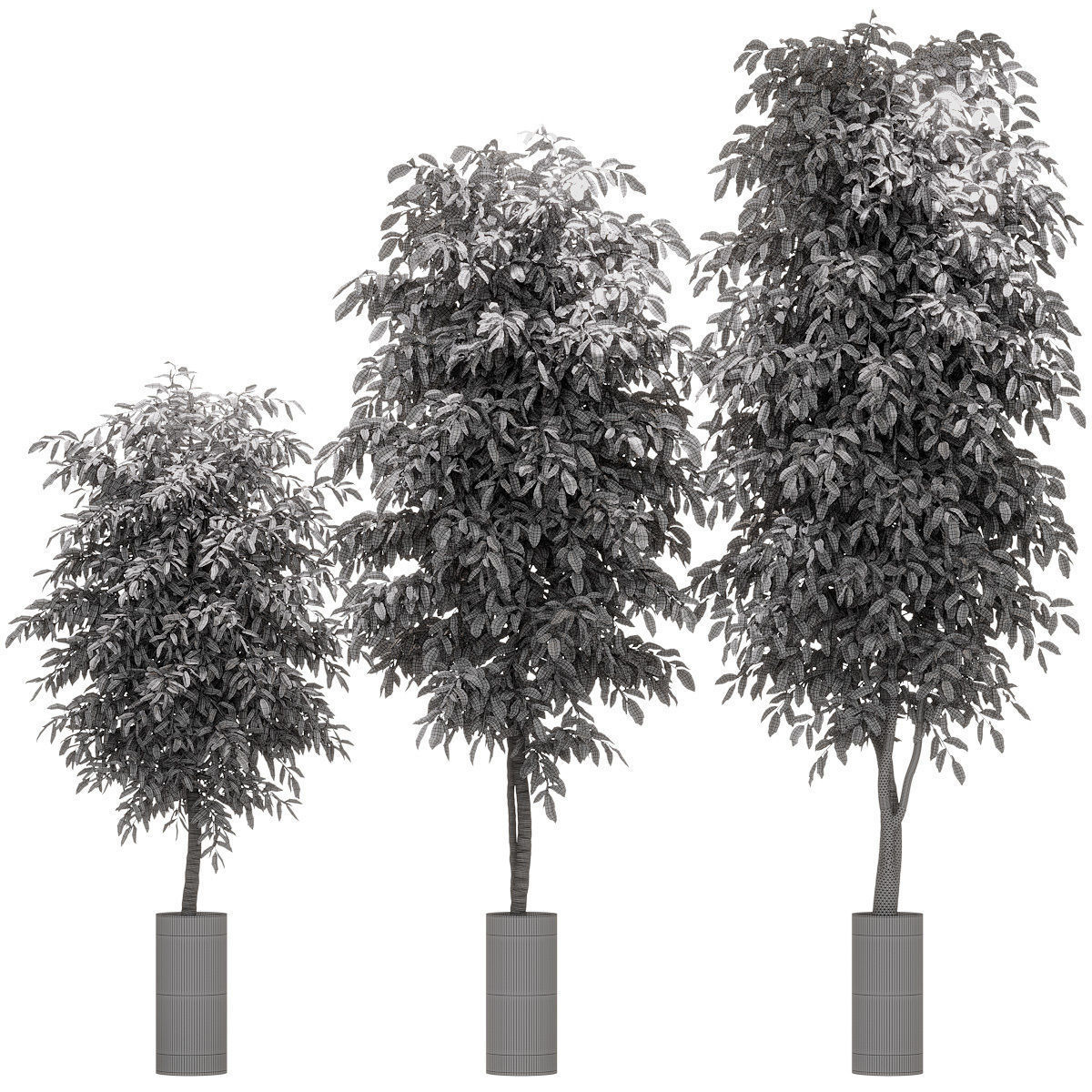 Ficus Benjamin Nitida v2 - 3 models 3D model_1