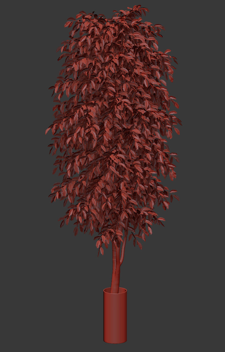 Ficus Benjamin Nitida v2 - 3 models 3D model_6