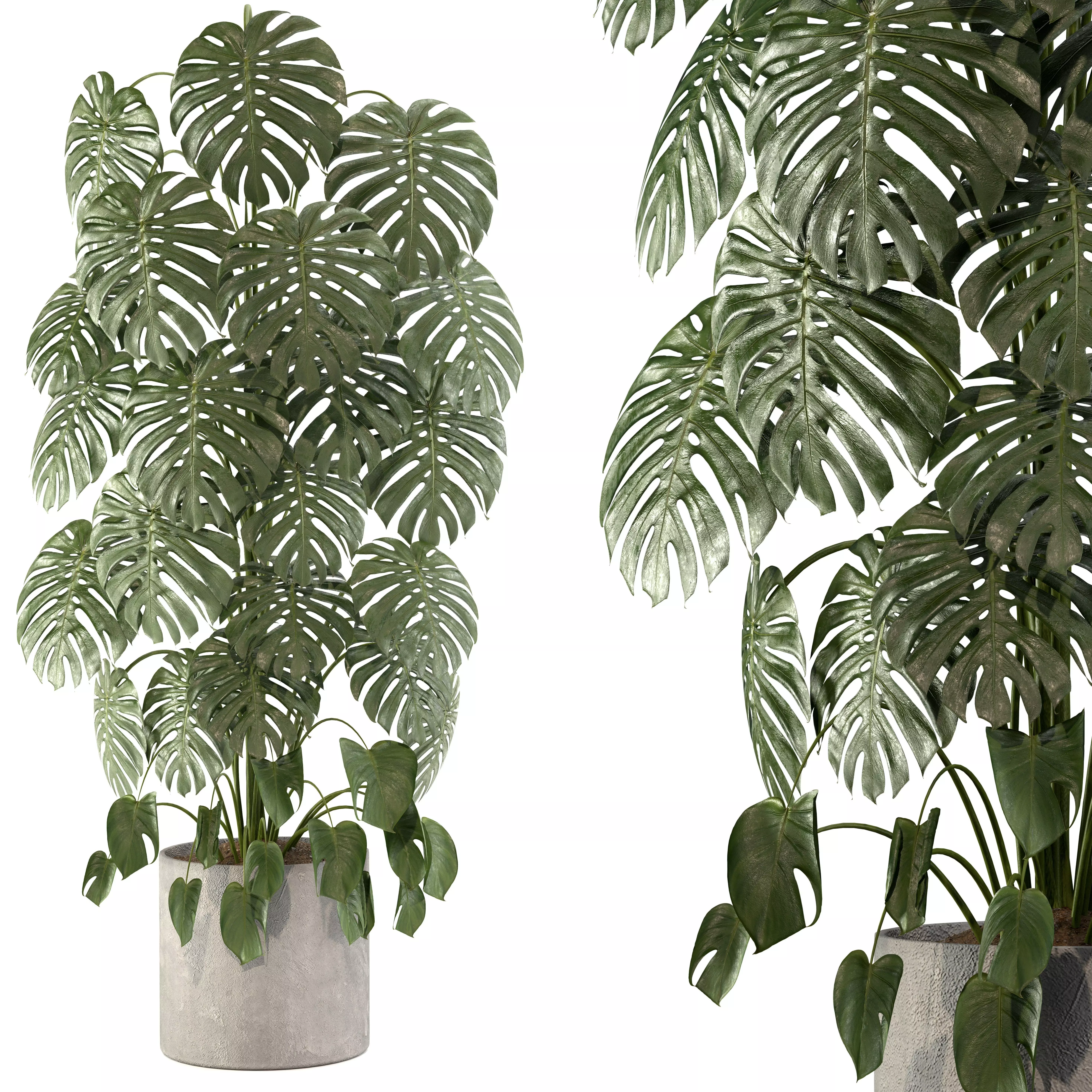 Indoor Plant 02 3D model_0