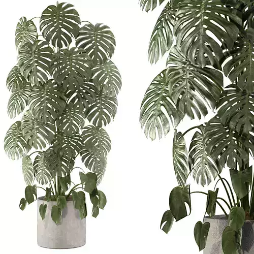 Indoor Plant 02 3D model