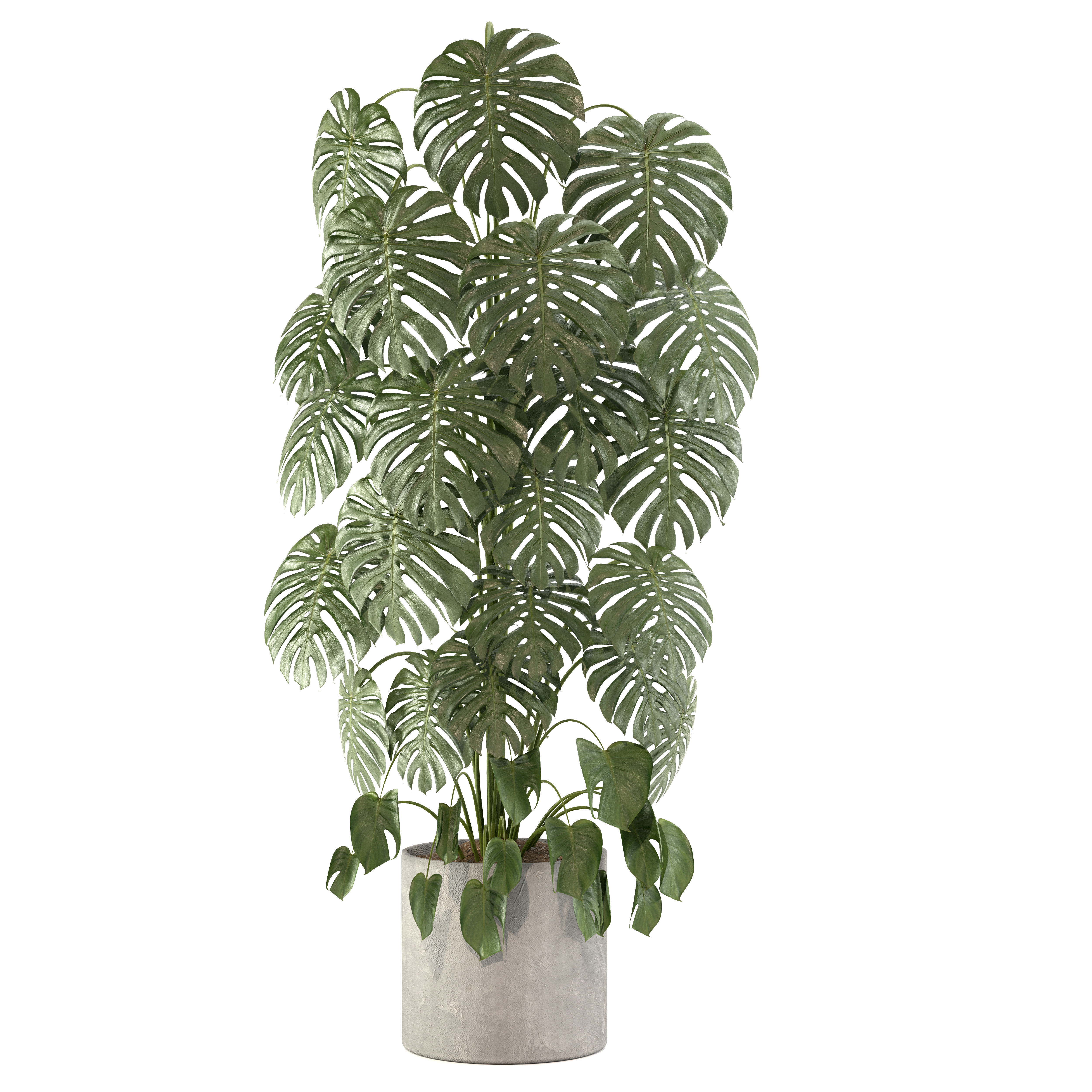 Indoor Plant 02 3D model_2