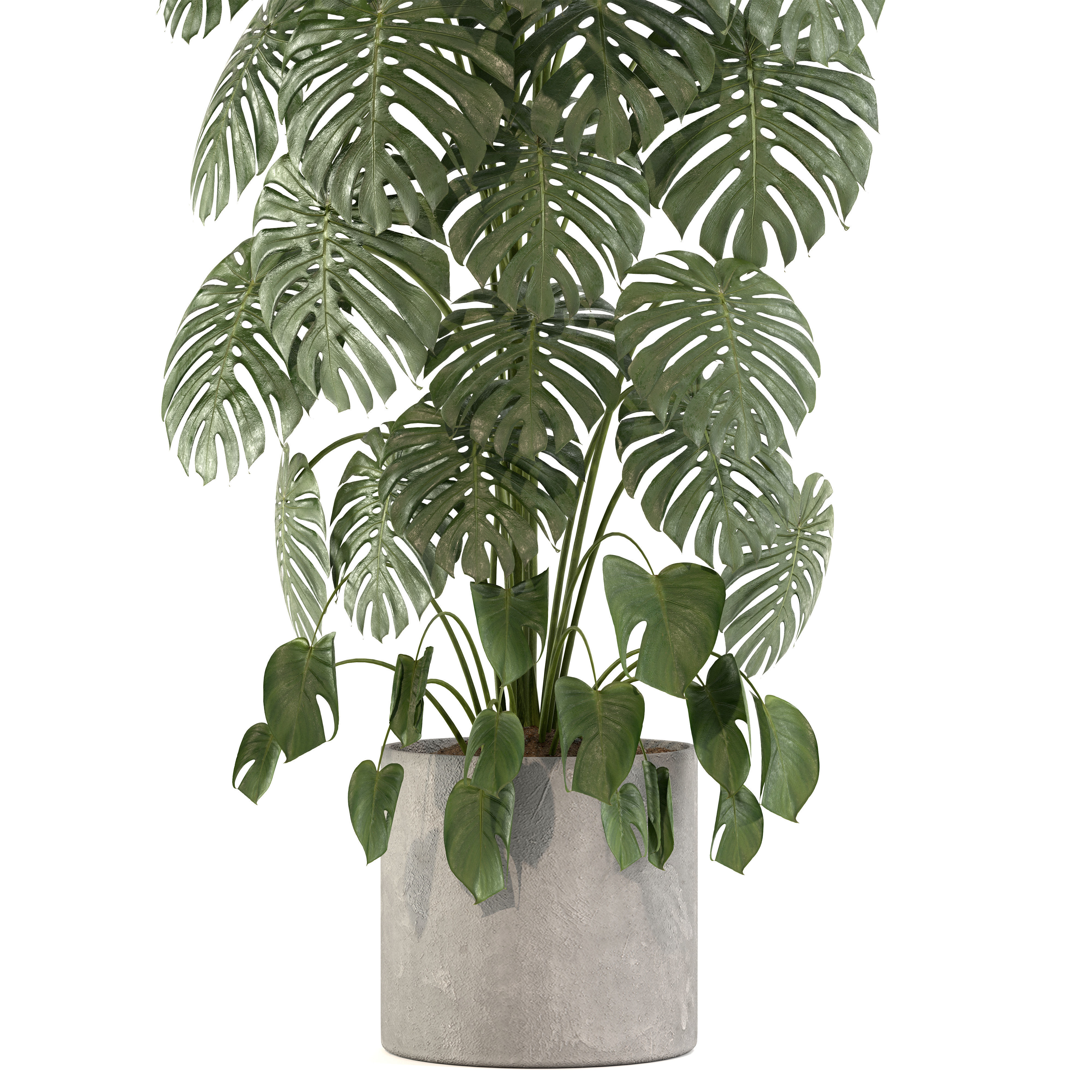 Indoor Plant 02 3D model_1