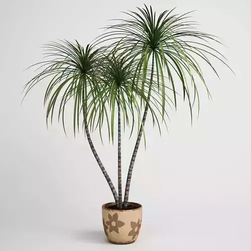 Potted Dracaena Plant 03