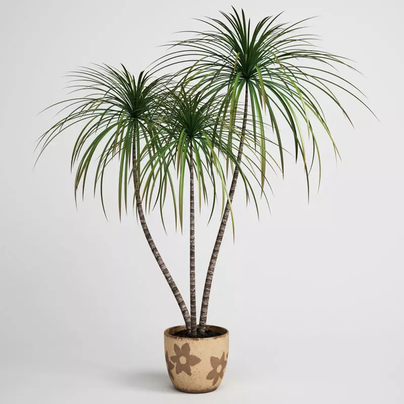 Potted Dracaena Plant 03 3D model