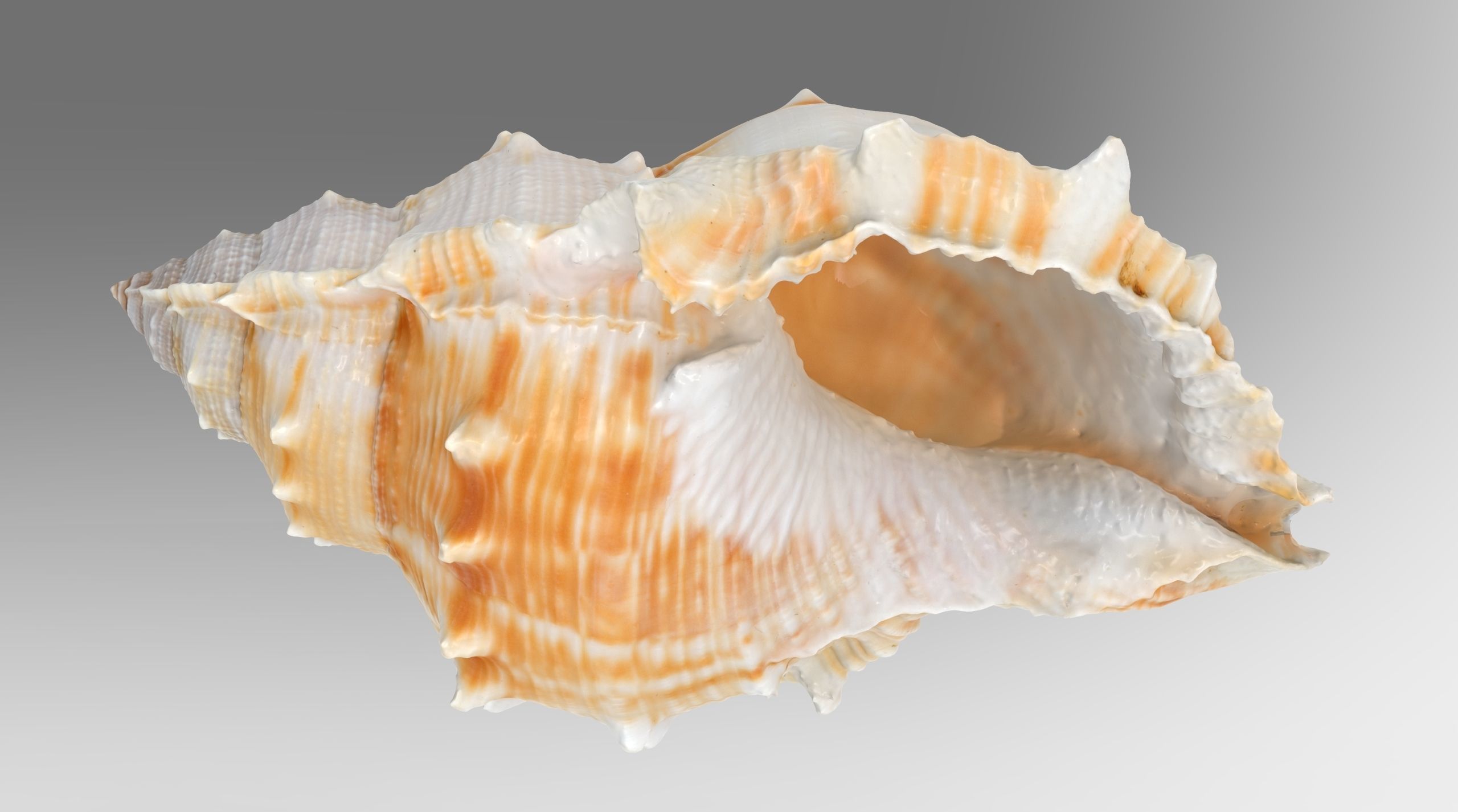 Bufonaria Rana sea shell Low-poly 3D model_5