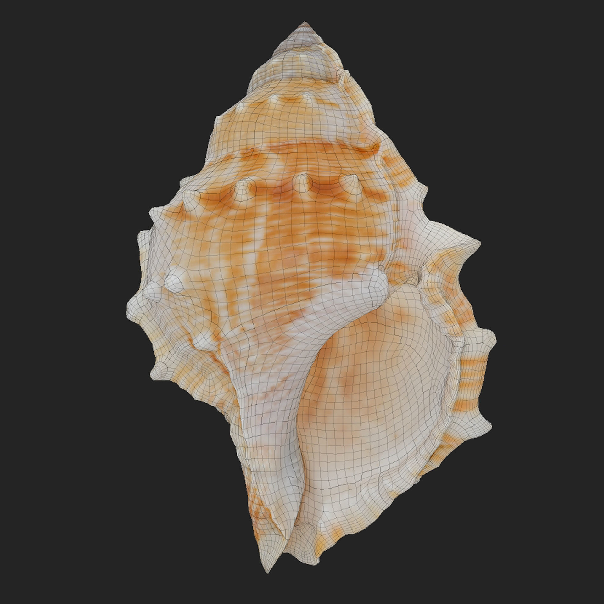 Bufonaria Rana sea shell Low-poly 3D model_6