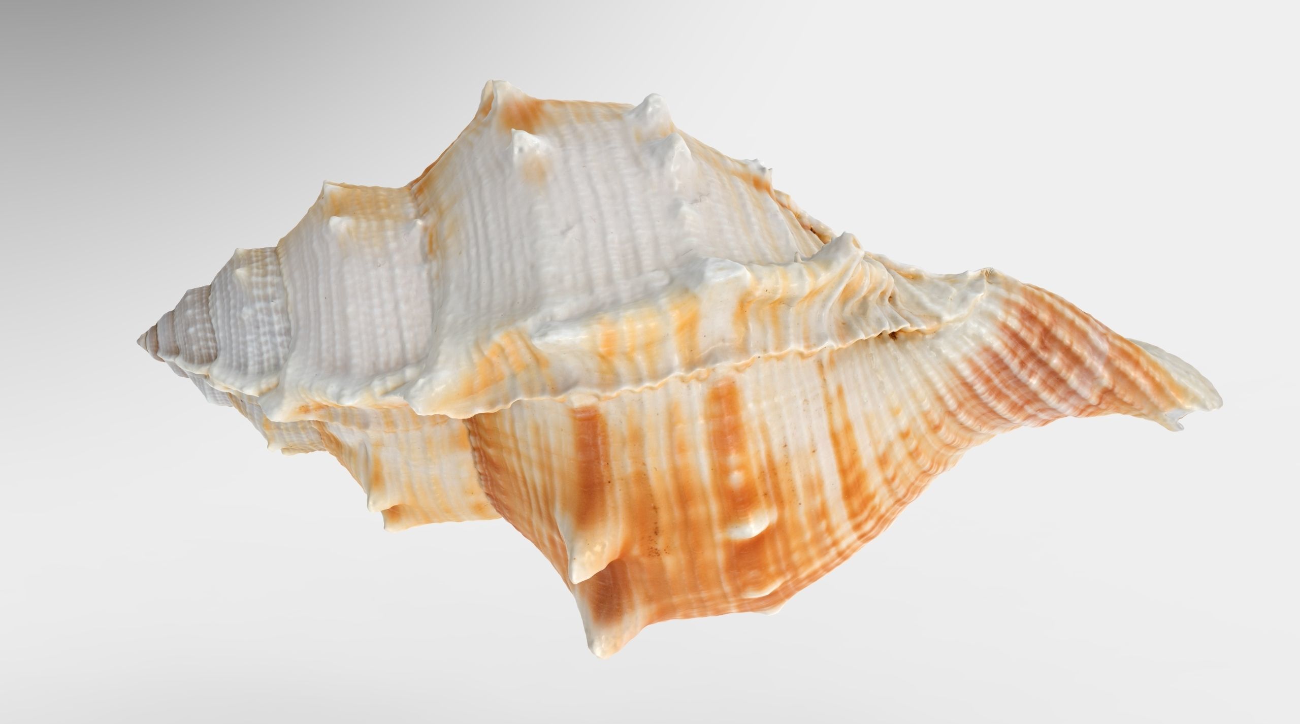Bufonaria Rana sea shell Low-poly 3D model_3