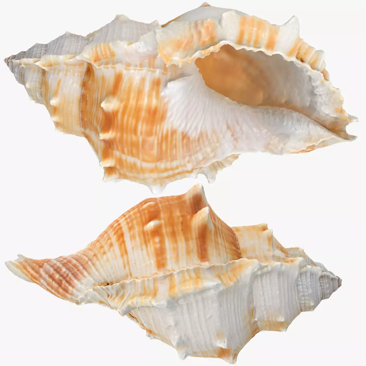 Bufonaria Rana sea shell Low-poly 3D model_0