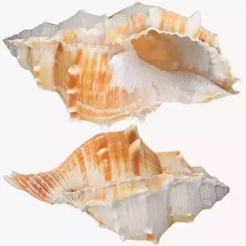 Bufonaria Rana sea shell Low-poly 3D model Bufonaria Rana sea shell Low-poly 3D model