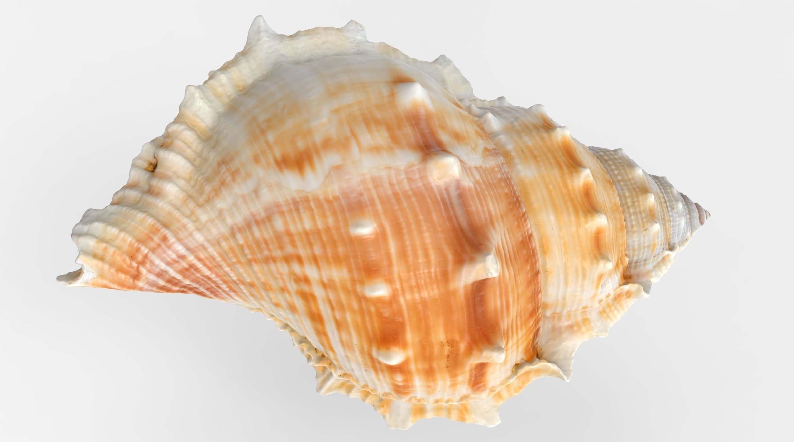 Bufonaria Rana sea shell Low-poly 3D model_2