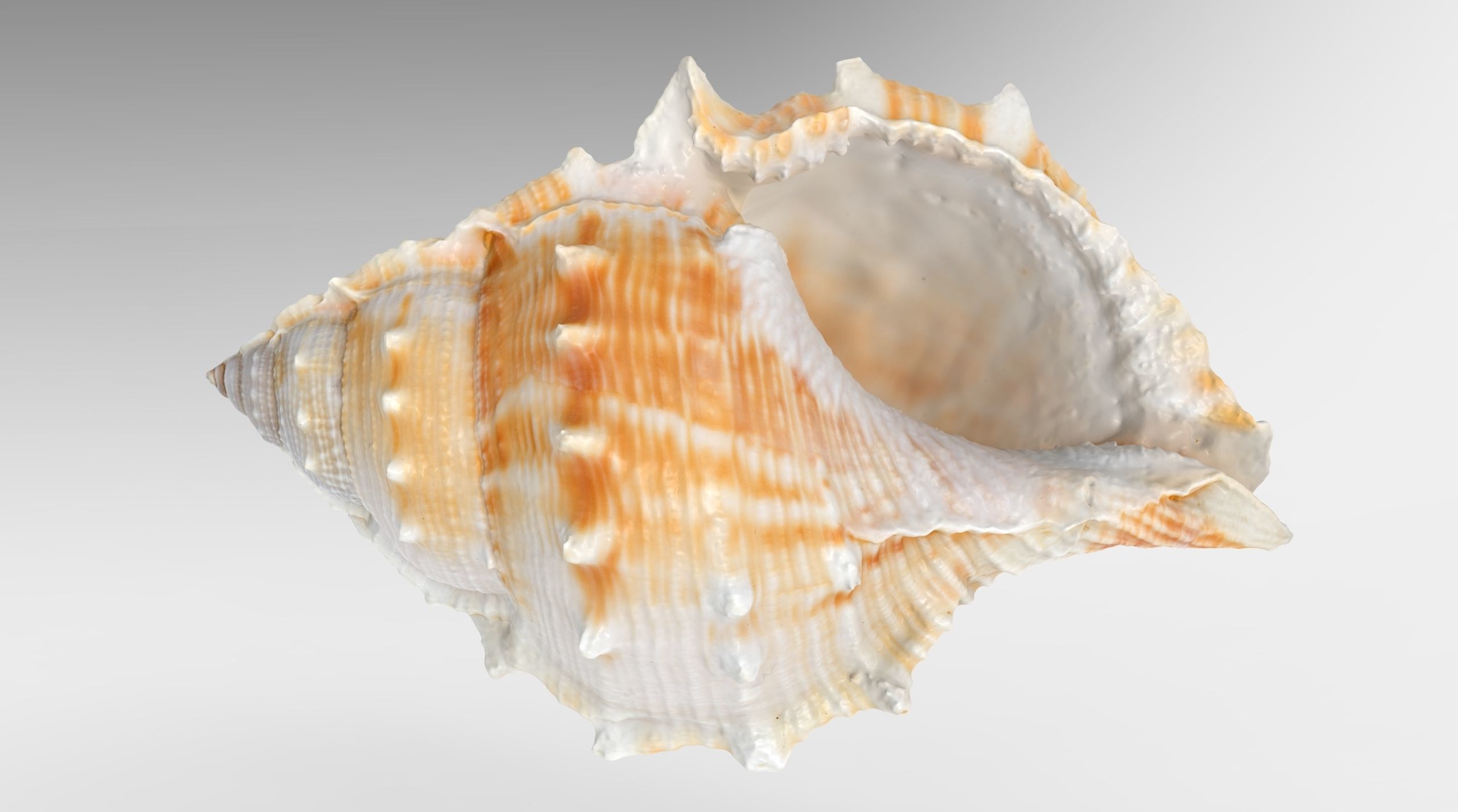 Bufonaria Rana sea shell Low-poly 3D model_4