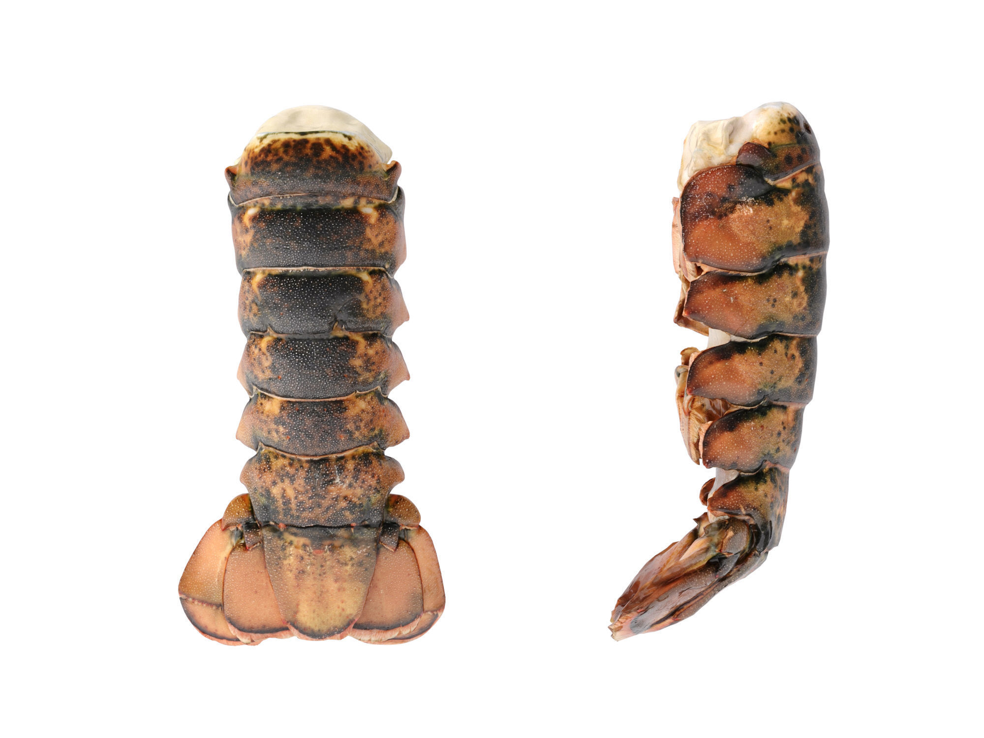 Atlantic Lobster tails 3D model_11