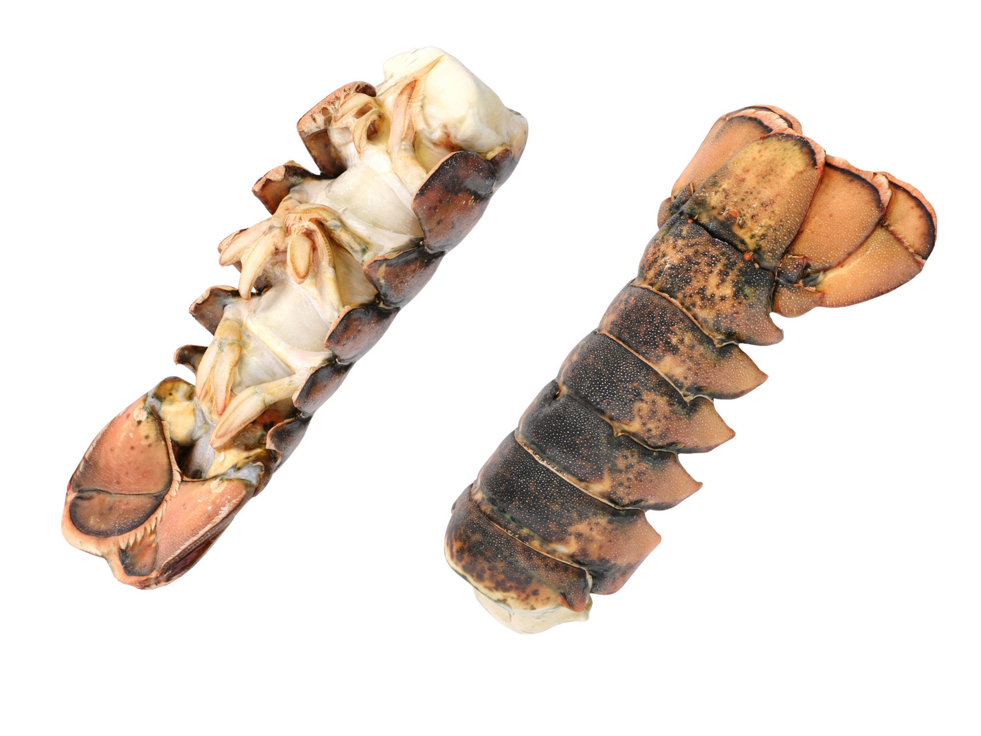 Atlantic Lobster tails 3D model_12