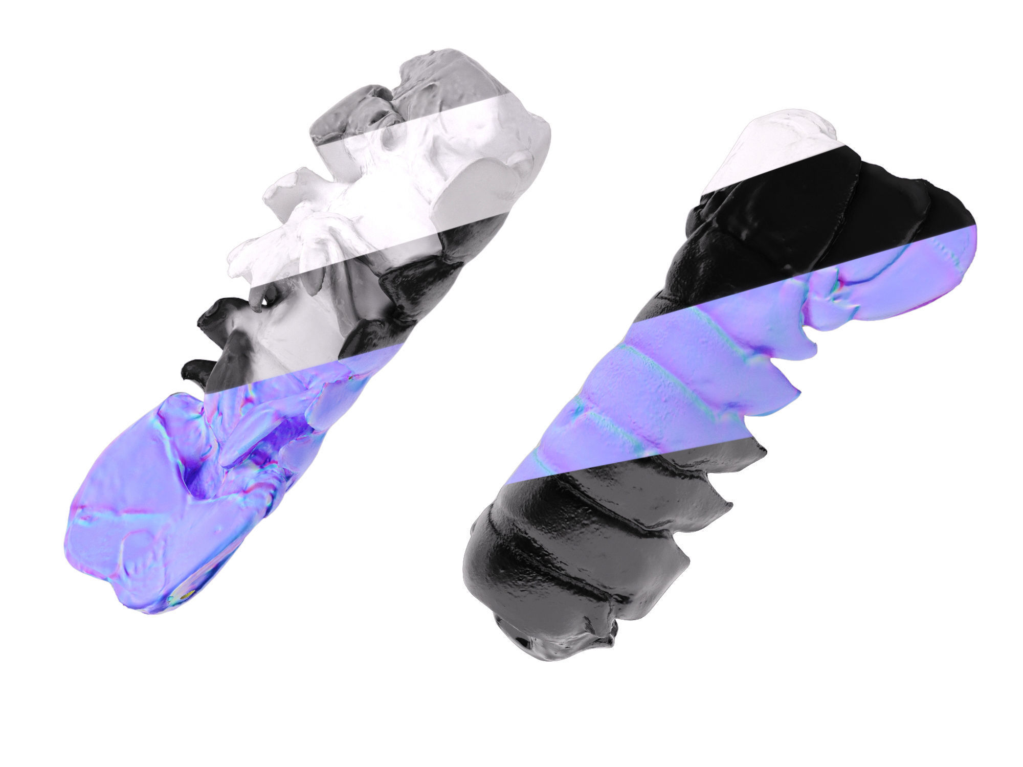 Atlantic Lobster tails 3D model_15