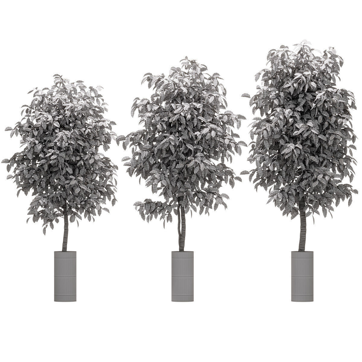 Ficus Benjamin Nitida - 3 models 3D model_1