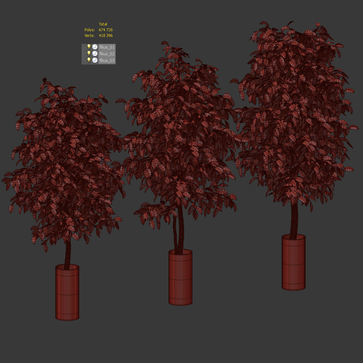 Ficus Benjamin Nitida - 3 models 3D model_3