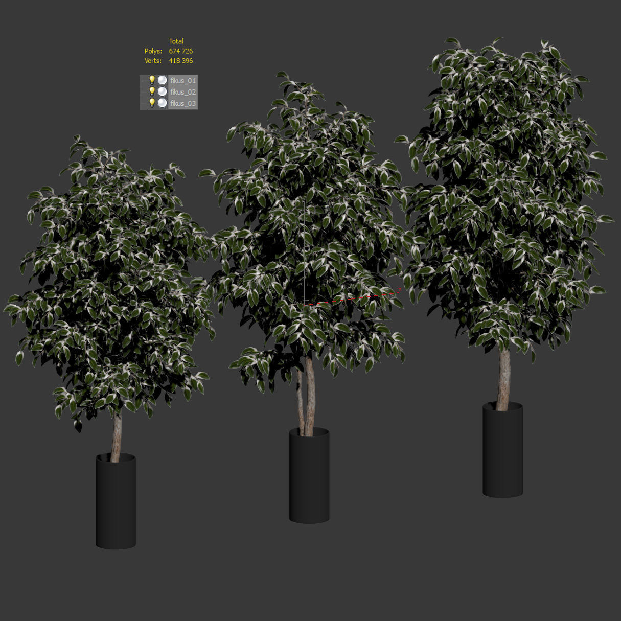 Ficus Benjamin Nitida - 3 models 3D model_2