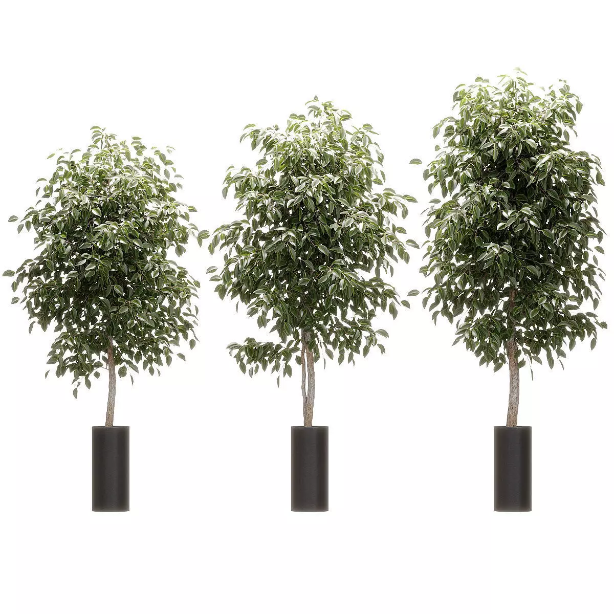 Ficus Benjamin Nitida - 3 models 3D model_0