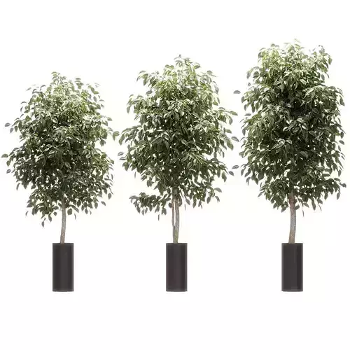 Ficus Benjamin Nitida - 3 models 3D model