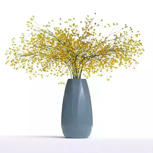 Gypsophila